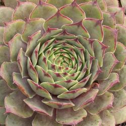 Sempervivum - Dachwurz - Hauswurz